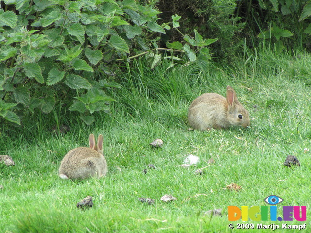 SX06868 Little wild rabbits (Oryctolagus cuniculus)